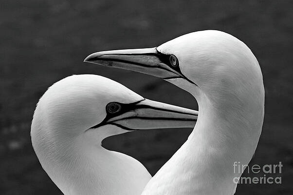 Animal Wall Art featuring the photograph Portrait Of A Pair Of Northern Gannets #1 by Sami Sarkis Photography