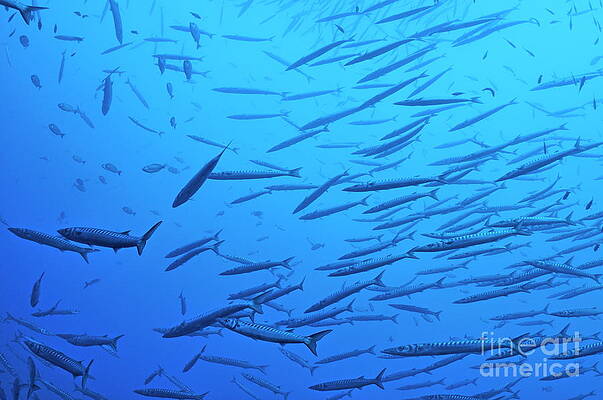 France Photograph - School Of Barracudas In Mediterranean Sea #1 by Sami Sarkis Photography