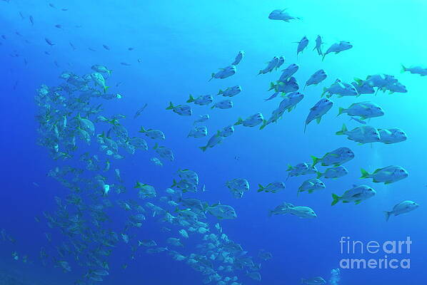 Wall Art featuring the photograph School Of Burrito Grunt #1 by Sami Sarkis Photography