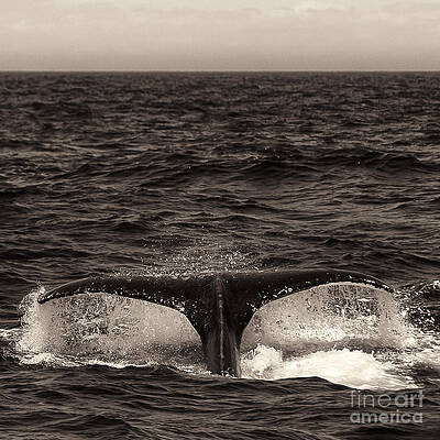 Alaska Wall Art featuring the photograph Sepia Humpback Tail #1 by Darcy Michaelchuk