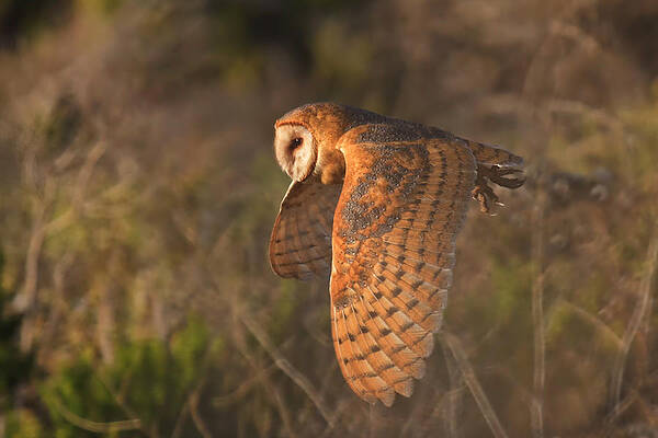 Country Wall Art featuring the photograph Silent Hunter by Beth Sargent