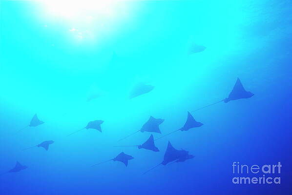 Wall Art featuring the photograph Spotted Eagle Rays #1 by Sami Sarkis Photography