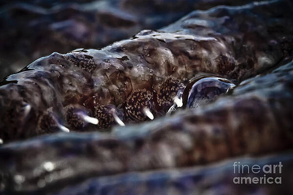 Sky Photograph - Starfish Spikes #1 by Darcy Michaelchuk