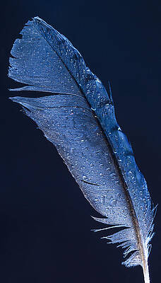 Beautiful Photograph - Wet Jay by Jean Noren