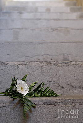 City Photograph - Daisy Flower On Concrete Steps #2 by Sami Sarkis Photography