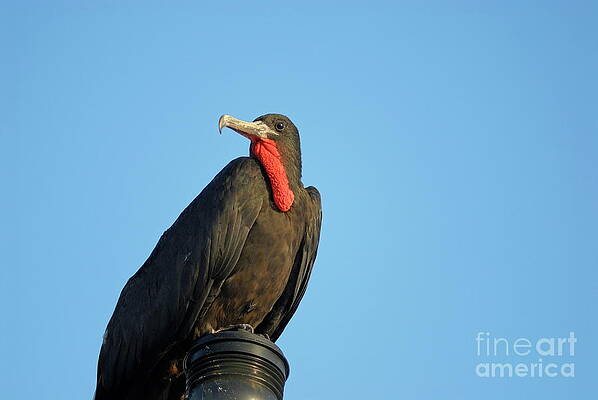 Wall Art featuring the photograph Flying Great Frigate #2 by Sami Sarkis Photography