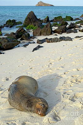Outdoors Wall Art featuring the photograph Galapagos Sea Lion Sleeping On Beach #2 by Sami Sarkis Photography