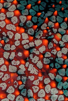 Close Up Photograph - Panamic Cushion Star #2 by Sami Sarkis Photography