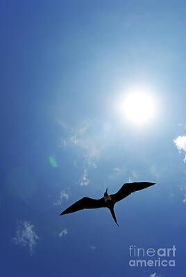 Wall Art featuring the photograph Flying Great Frigate #3 by Sami Sarkis Photography