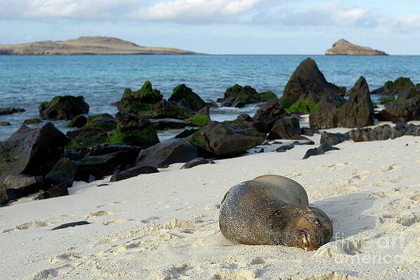 Outdoors Wall Art featuring the photograph Galapagos Sea Lion Sleeping On Beach #3 by Sami Sarkis Photography