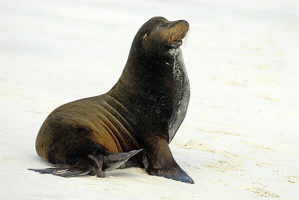 Wall Art featuring the photograph Male Galapagos Sea Lion Standing On Beach #3 by Sami Sarkis Photography