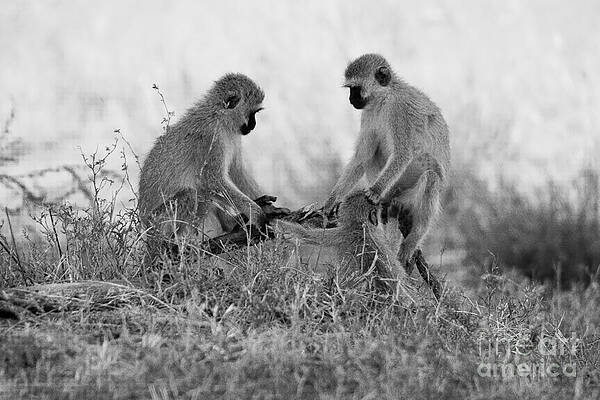Tanzania Photograph - 3 Monkeys Hey Its Not A Wig by Darcy Michaelchuk