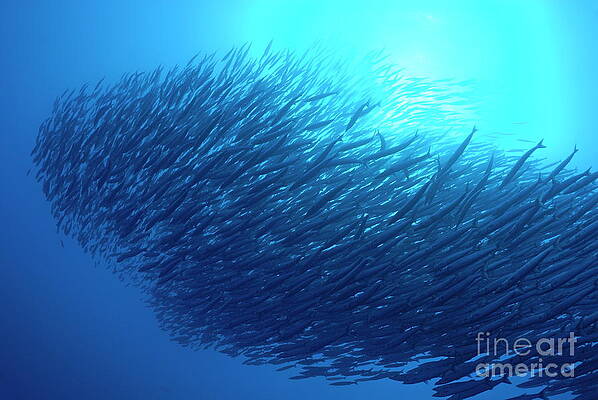 Wall Art featuring the photograph School Of Pelican Barracudas #3 by Sami Sarkis Photography