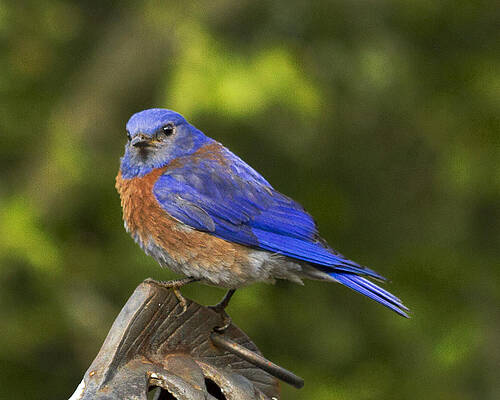 Wall Art featuring the photograph Bluebird #2 by Jean Noren