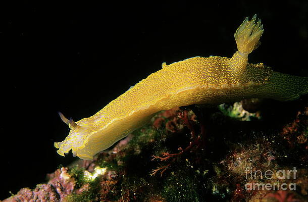 France Photograph - A Giant Yellow Chromodoris by Sami Sarkis Photography