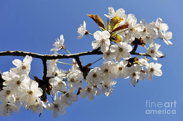 Tree Wall Art featuring the photograph Almond Tree In Flower At Spring by Sami Sarkis Photography