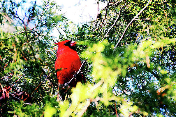 Tree Wall Art featuring the photograph Among The Branches by La Dolce Vita