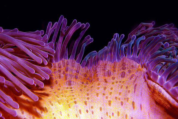 Wild Wall Art featuring the photograph Waving Anemone by Jean Noren