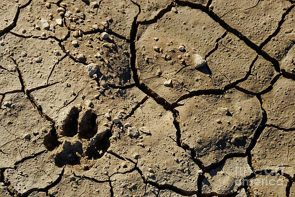 Close Up Photograph - Animal Footprint In Cracked Mud Surface by Sami Sarkis Photography