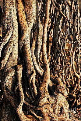 Entwined Tree Roots Wall Art