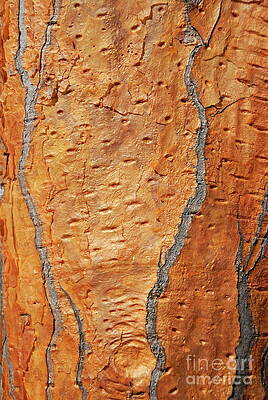 Wall Art featuring the photograph Arborescent Giant Prickly Pear Cactus by Sami Sarkis Photography