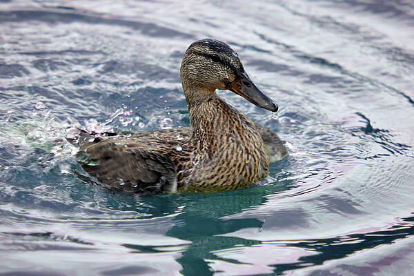Water Wall Art featuring the photograph Art Of Play by La Dolce Vita