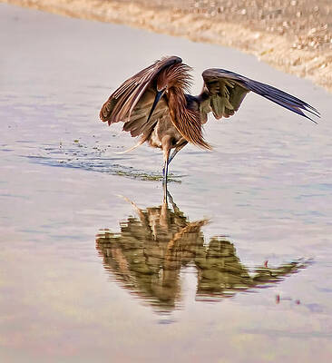 Bird Wall Art featuring the photograph Attack Dance by Steven Sparks