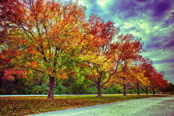 Colorful Autumn Trees Along the Road Wall Art