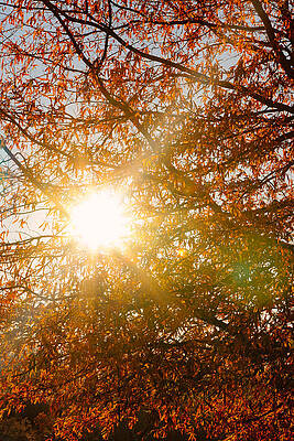 Photograph - Autumn's Glow by Rob Narwid