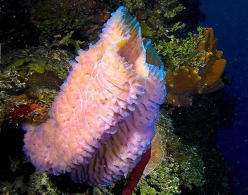 Nature Photograph - Azure Vase Sponge by Jean Noren