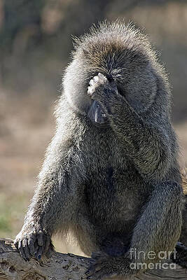 Tanzania Photograph - Baboon With Headache by Darcy Michaelchuk