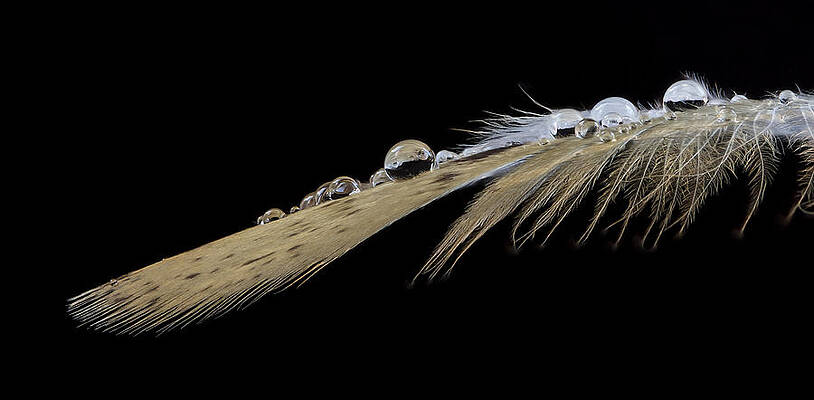 Water Wall Art featuring the photograph Balancing Act by Jean Noren