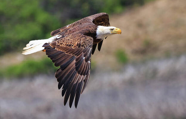 Sky Photograph - Bald Eagle by Beth Sargent