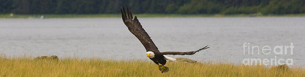 Alaska Wall Art featuring the photograph Bald Eagle Soaring by Darcy Michaelchuk