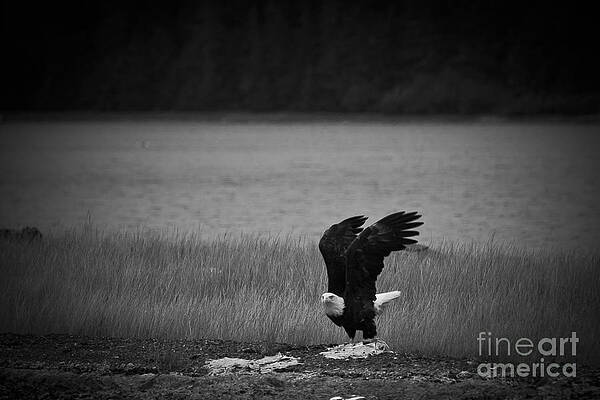 Alaska Wall Art featuring the photograph Bald Eagle Take Off Series 3 Of 8 by Darcy Michaelchuk