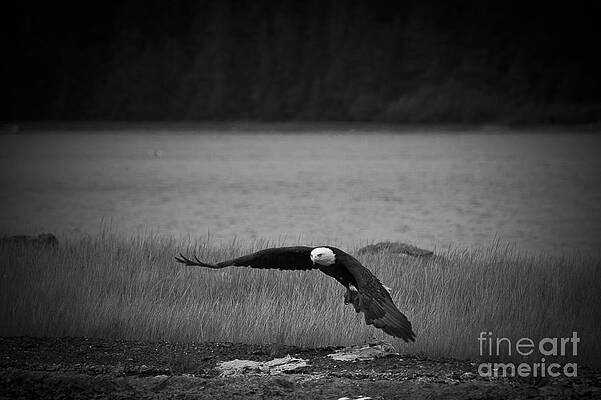 Alaska Wall Art featuring the photograph Bald Eagle Take Off Series 4 Of 8 by Darcy Michaelchuk