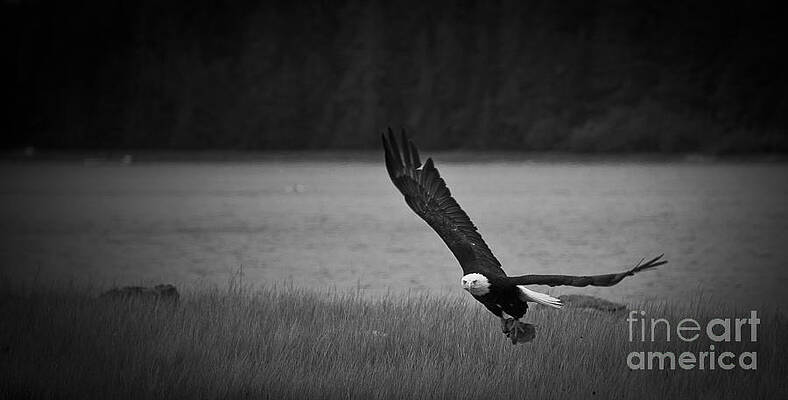 Alaska Wall Art featuring the photograph Bald Eagle Take Off Series 5 Of 8 by Darcy Michaelchuk