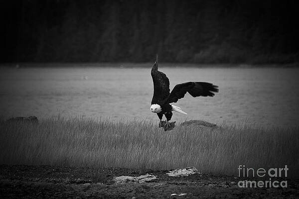 Alaska Wall Art featuring the photograph Bald Eagle Take Off Series 6 Of 8 by Darcy Michaelchuk
