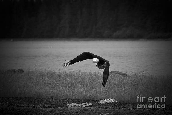 Alaska Wall Art featuring the photograph Bald Eagle Take Off Series 7 Of 8 by Darcy Michaelchuk