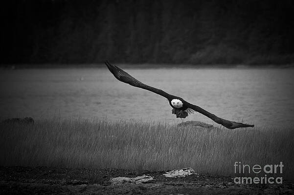 Alaska Wall Art featuring the photograph Bald Eagle Take Off Series 8 Of 8 by Darcy Michaelchuk