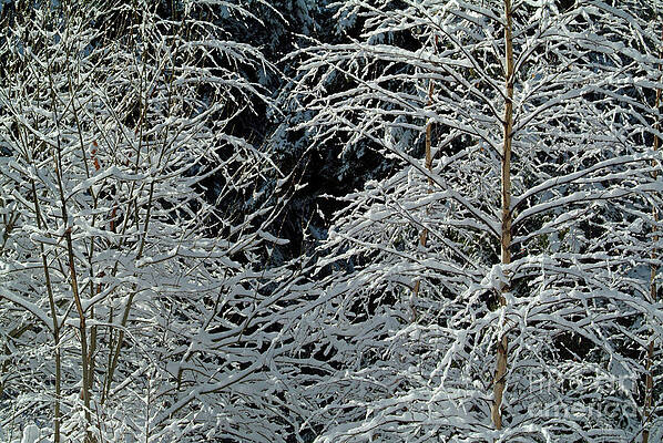 Tree Wall Art featuring the photograph Bare Tree Branches Covered In Snow by Sami Sarkis Photography