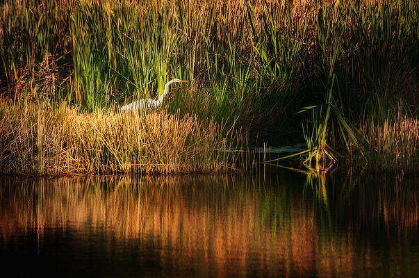 Bird Wall Art featuring the photograph Beauty In The Grass by Steven Sparks