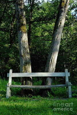 Tree Wall Art featuring the photograph Bench In Front Of Forest Trees by Sami Sarkis Photography