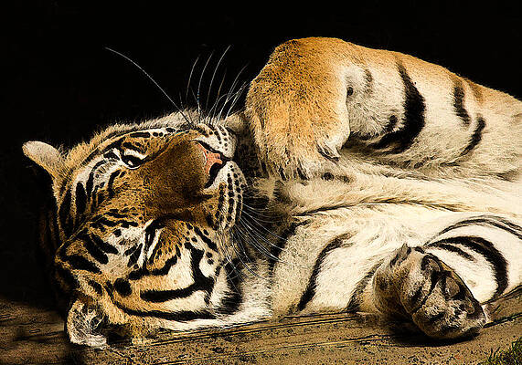 Wild Wall Art featuring the photograph Big Cat by Jean Noren