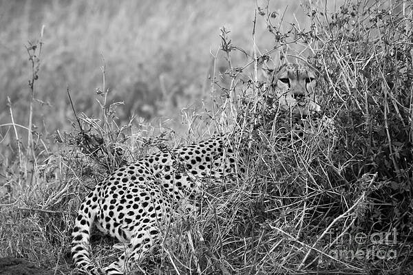 Tanzania Photograph - Black And White Cheetah Mother by Darcy Michaelchuk