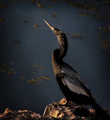 Bird Wall Art featuring the photograph Black Light by Steven Sparks