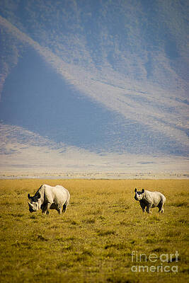 Tanzania Photograph - Black Rhinos Walking Across The Crater by Darcy Michaelchuk