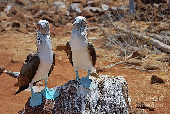 Wall Art featuring the photograph Blue-footed Boobies On Rock by Sami Sarkis Photography