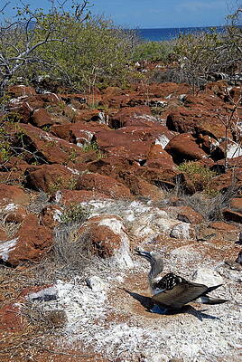 Wall Art featuring the photograph Blue-footed Booby And Rocks by Sami Sarkis Photography