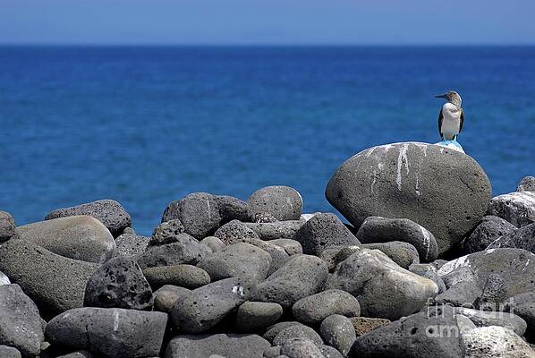 Wall Art featuring the photograph Blue-footed Booby On A Rock By Ocean by Sami Sarkis Photography